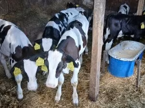 Bou, Russian Black pied cattle