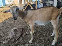 Dê đực, Nubian Goat — ảnh 3