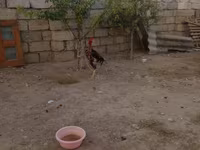 Chickens — تصویر 3