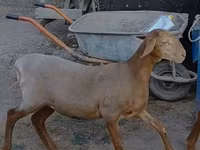 Domba betina, Arashan sheep — foto 5