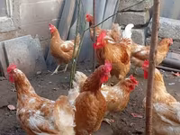 Chickens — الصورة 5