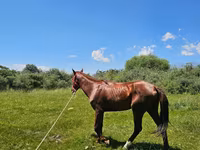 Koń, Konie — zdjęcie 3