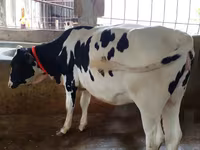 Sapi, Holstein breed — foto 2