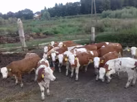Býk, Simmental cattle — foto 1