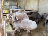 Biri-biri (lot, jantina tidak dinyatakan), Arashan sheep — foto 5