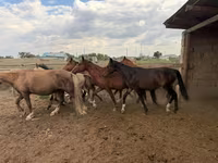 ፈረሶች (ቡድን፣ ጾታ አልተጠቀሰም), Horses — ፎቶ 1
