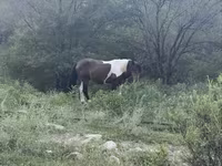Cavalo, Cavalos — foto 3