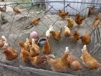 Chickens — φωτογραφία 2