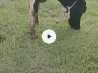 Krava, Russian Black pied cattle — fotografija 8