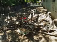 Geese — 3 зураг