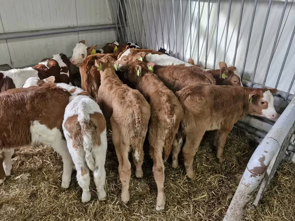 सांड, Simmental cattle