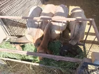 Хуц, Rhon sheep — 2 зураг