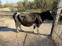 Krava, Russian Black pied cattle — foto 3