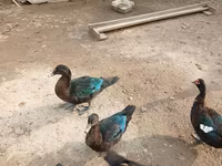 Muscovy domestica — foto 6