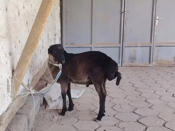 Ram, Sheep