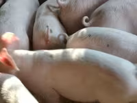 หมูป่าตัวผู้, Пьетрен — รูปภาพ 3