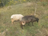 Pecora, Pecore — foto 1