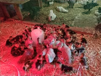 Ducks — عکس 5