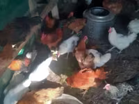 Chickens — foto 2