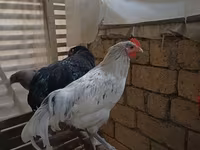 Australorp — Foto 2