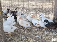 Ducks — ፎቶ 3