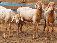 मेढ़ा, Arashan sheep — फ़ोटो 4