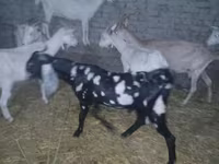 Kozel, Beetal goats — foto 6