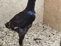 Chickens — Foto 4