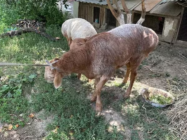 Beran, Ovce