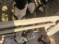 قوچ, گوسفند — عکس 2