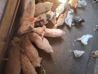 Babi betina, Pigs — foto 4