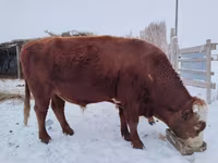 گاو نر, Swiss cattle — عکس 2