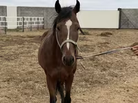Kuda jantan, Thoroughbred horse — foto 7