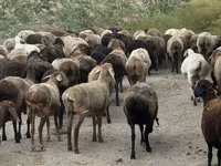 แกะตัวเมีย, Hissar sheep — รูปภาพ 6