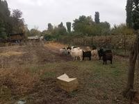 बकरी, Alpine goat — फ़ोटो 4