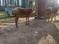 Domba betina, Sheep — foto 8