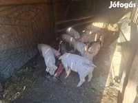 Мэгж, Гахай — 3 зураг