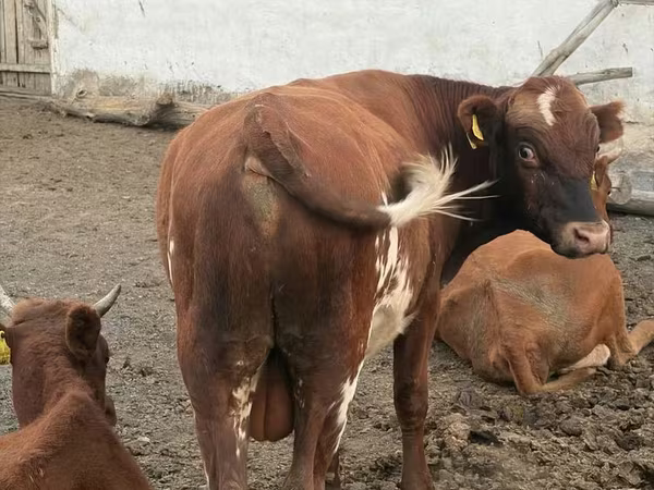 گاو نر, گاو سفیدسر قزاقستانی