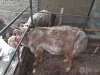 Carnero, Arashan sheep — foto 6