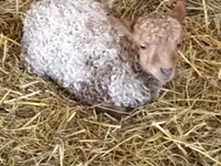 Ovce, Racka sheep — foto 2