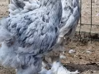 براهما — عکس 3