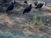 Turkeys — تصویر 5