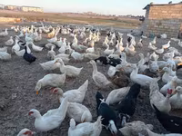 Pekin Jerman — foto 4