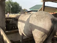 घोड़ी, घोड़े — फ़ोटो 4