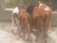 雄牛, Simmental cattle — 写真 5