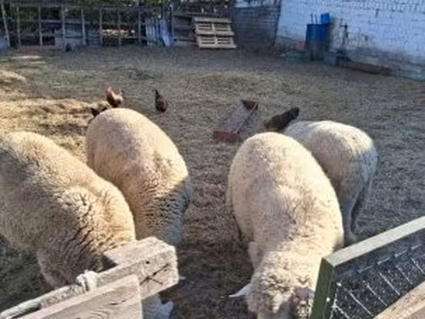 Carneiro, Merino sheep