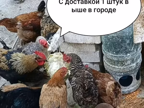 Chickens