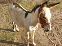 Hingst, Heste — foto 5