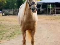اسب نر, Quarter Horse — عکس 7