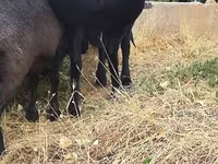 مینڈھا, Hissar sheep — تصویر 8